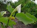 Wavy Trumpet Flower