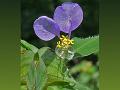 Wavy-Leaf Dayflower
