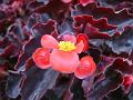 Wax Begonia