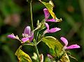 Wedge-Leaf Foldwing