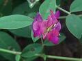 Wedge-Leaf Taverniera