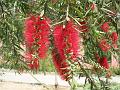 Weeping Bottle Brush