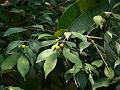 Weeping Fig