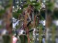 West Himalayan Alder