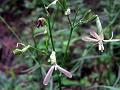 West-Himalayan Campion