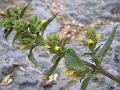 West-Himalayan Pout-Flower