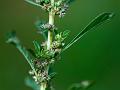 White Amaranth