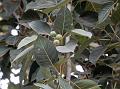 White Fig