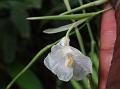 White Indianthus