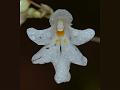 White Kanara Balsam