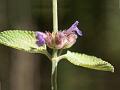 White Leaved Catmint