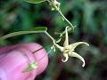 White Milkweed