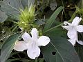 White Philippine Violet