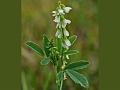 White Sweet Clover