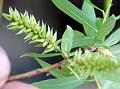 White Willow