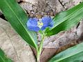 White-Mouth Dayflower