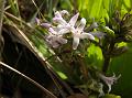 Whorled Hedyotis