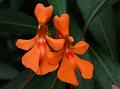 Whorled-Leaf Balsam