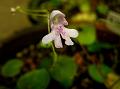 Wide-Horned Balsam