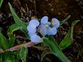 Willow Leaved Dayflower