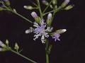 Willow-Leaf Vernonia