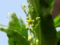 Willow-Leaved Swallow-Root