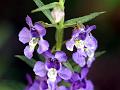 Willowleaf Angelonia