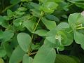 Winged Seed Spurge