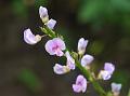 Winged-Stalk Desmodium