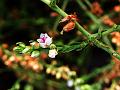 Woody Bergia