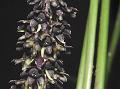 Woody-Root Dark-Flower
