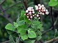 Woolly Camphor-Weed