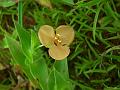 Woolly Dewflower