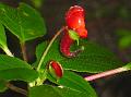 Woolly Red Balsam