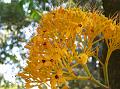 Yellow Ashok