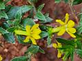 Yellow Cuphea