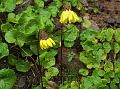 Yellow Drooping-Daisy