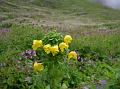 Yellow Hooded Lousewort