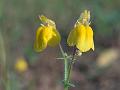 Yellow Lindernia
