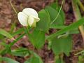 Yellow Pea