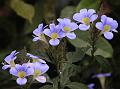 Yellow-Throated Bush-Violet