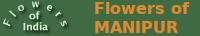 Flowers of India
