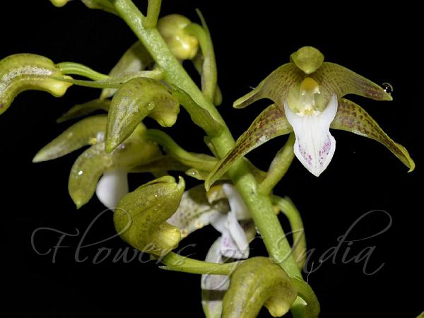 Adorned Golden-Tongue Orchid