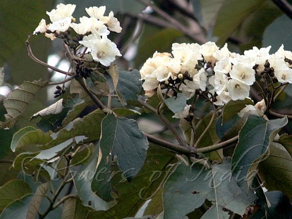 African Cordia
