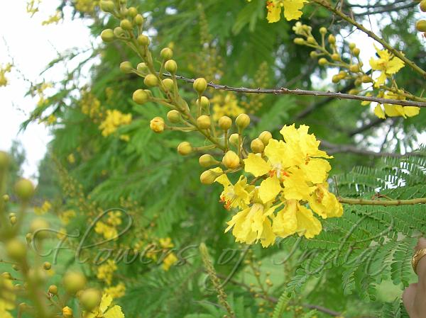 African Wattle