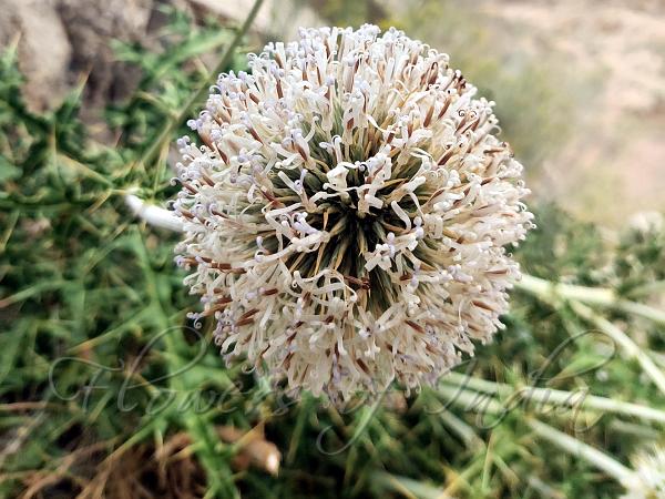 Alpine Globe Thistle