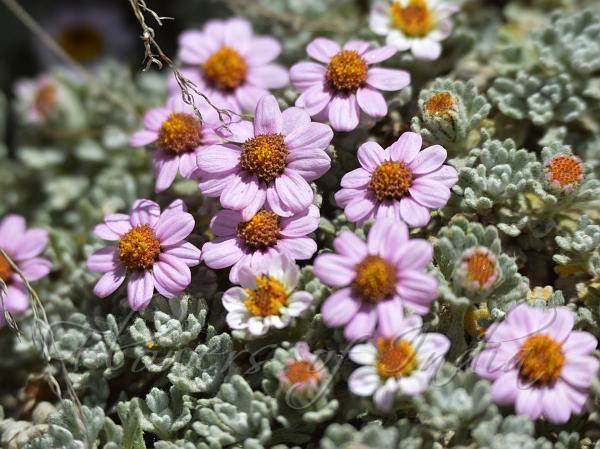 Alpine Ground Daisy