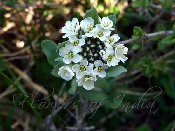 Alpine Penny-Cress