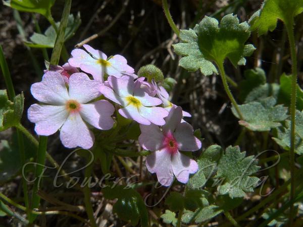 Alpine Roundleaf Rock Jasmine