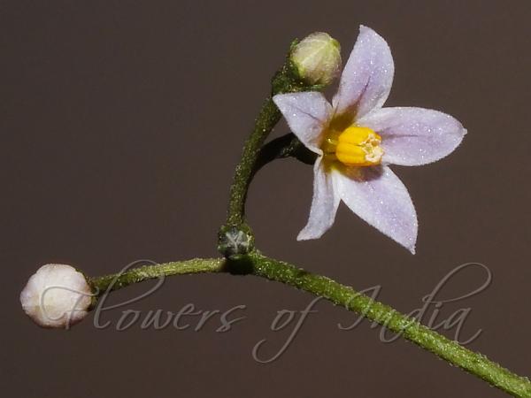 American Black Nightshade
